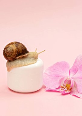 Skin rejuvenation cosmetics on pink background with snail and orchid flower, snail mucin cream, skin hydration, beauty, health, spa concept. Soft selective focus, copy space.
