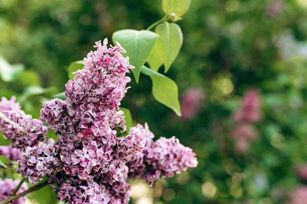 艳阳天 紫丁香枝条绽放 自然的花朵背景 软性选择性重点 — 图库照片