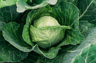 Sebze bahçesinde taze organik lahana salıncağı. Tarım. Yumuşak seçici odak.