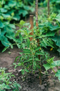 Sebze bahçesindeki toprakta taze organik domates filizleri. Tarım. Yumuşak seçici odak.