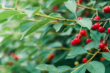 Ağaç dalında olgun kırmızı kirazlar. Organikler, tarım. Yumuşak seçici odak.