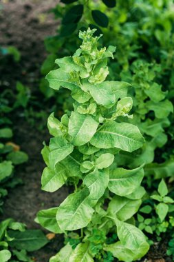 Kuru toprak ve diğer bitkilerle çevrili bir sebze bahçesine ekilmiş yıllık marul ya da laktuca sativa çalısı. Seçici odak noktasında yumuşak.