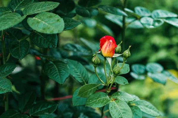 장미는 Bengal Rose 라즈베리 Rosa Chinensis 알려져 있으며 정원에서 발견되는 — 스톡 사진