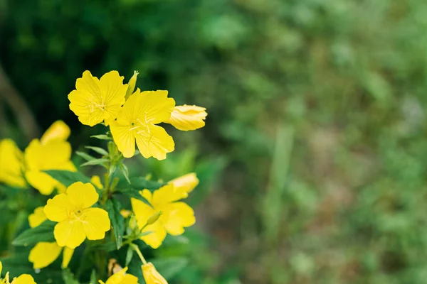 Arbusto Hermosas Flores Amarillas Lindas Oenothera Fruticosa Enfoque Selectivo Suave — Foto de Stock