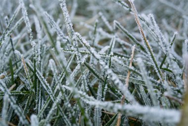 çim frost yakın çekim
