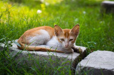 Şirin kahverengi-beyaz kedi, doğal bahçedeki kavanozun üzerine otur ve rahatla.