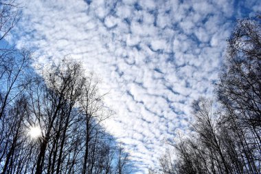 Beyaz bulutlar ve mavi gökyüzü güneşli bir günde, ağaç dalları.