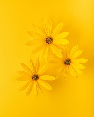 Sarı arka planda sarı çiçekler