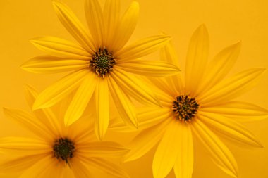 Sarı arka planda sarı çiçekler