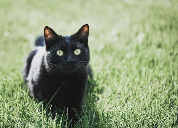 Gato preto, foco seletivo — Fotografia de Stock