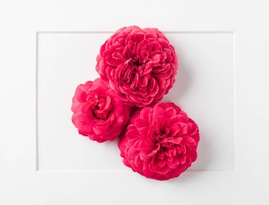 bir çerçevede üç parlak gül