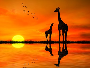 Silhouettes of two giraffes against African sunset  clipart