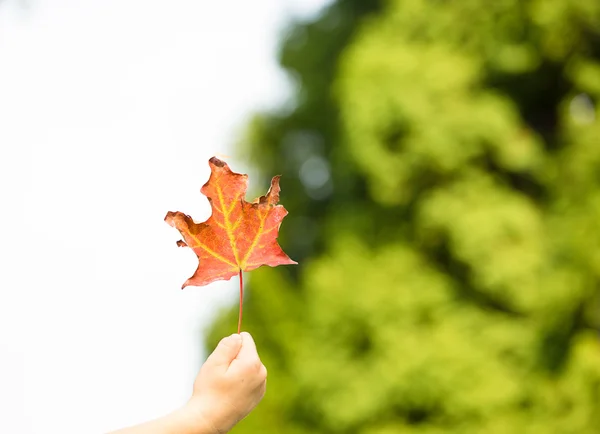 Chica mano celebración hoja en otoño parque — Foto de Stock