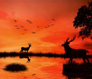 Turuncu günbatımı manzarası arka plan karşı iki geyikler siluetleri