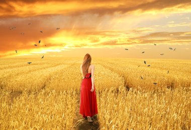 Açık sonbahar buğday alanda yürüyüş içinde kadın