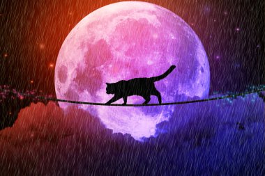 İş yönetme belirsizlik meydan okuyor. Bulutların üzerinde ip üzerinde yürüyen kara kedi