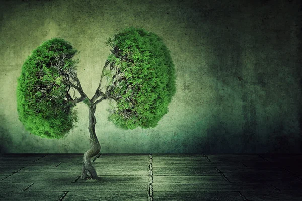 Green tree shaped like human lungs growing from concrete floor — Stock Photo, Image