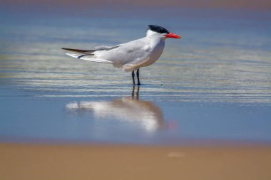 Michigan Gölü kıyısında Hazar deniz kestanesi dolgusu