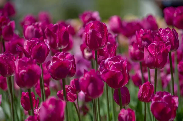 Рожеве Ліжко Тюльпанів — стокове фото