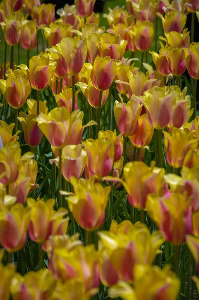2色の赤と黄色のチューリップの花壇 — ストック写真