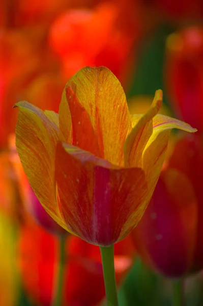 Closeup Yellow Red Tulip — Stock Photo, Image