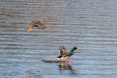 Huron nehrine bir çift yaban ördeği kondu.