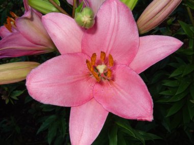 Pembe zambak çiçeği yakın plan