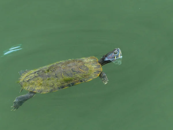 Закрытие Крашеной Черепахи Плавающей Озере Камберленд Кентукки — стоковое фото