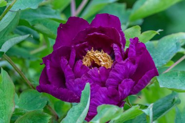 Şakayık çiçeğinin detayları - Ann Arbor - Michigan