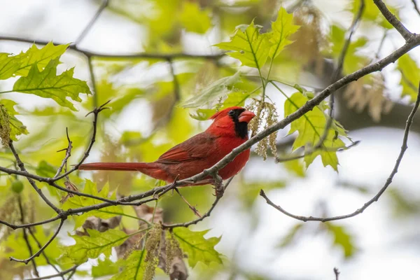 Αρσενικό Πουλί Northern Cardinal Στο Michigan Ηπα — Φωτογραφία Αρχείου