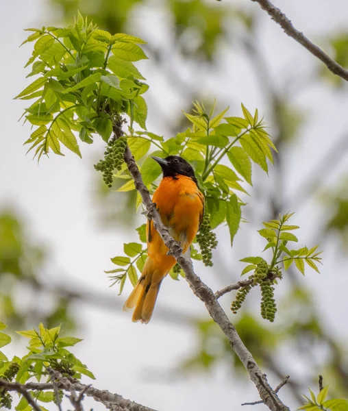 Oiseau Oriole Baltimore Mâle Michigan États Unis — Photo