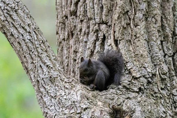 Schwarzes Eichhörnchen Isst Eine Nuss Die Einem Baum Sitzt — Stockfoto