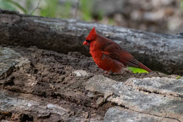 Männlicher Nördlicher Kardinalvogel Michigan Usa — Stockfoto