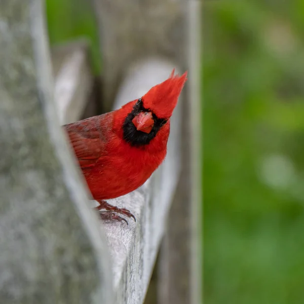 Αρσενικό Πουλί Northern Cardinal Στο Michigan Ηπα Royalty Free Φωτογραφίες Αρχείου