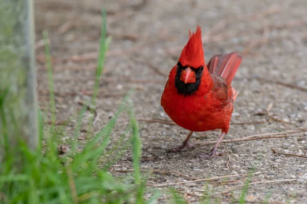 Oiseau Cardinal Nordique Mâle Dans Michigan États Unis — Photo