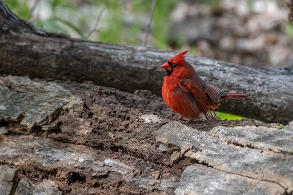 Αρσενικό Πουλί Northern Cardinal Στο Michigan Ηπα — Φωτογραφία Αρχείου