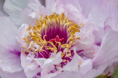 Şakayık çiçeğinin detayları - Ann Arbor - Michigan