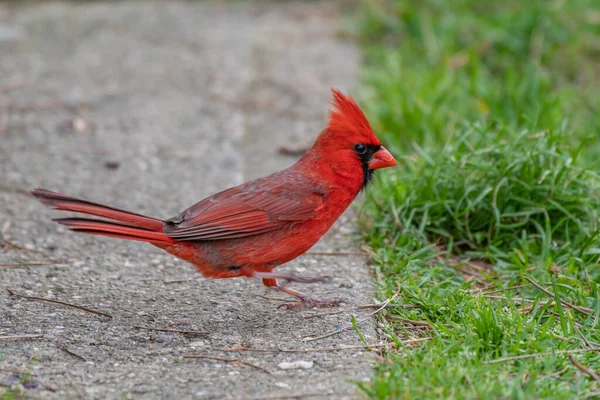 Oiseau Cardinal Nordique Mâle Dans Michigan États Unis — Photo