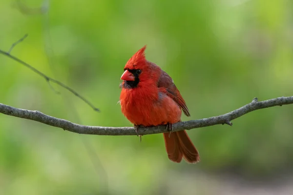 Oiseau Cardinal Nordique Mâle Dans Michigan États Unis — Photo