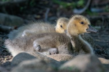 Sabahın erken saatlerinde dinlenen Kanada ötüşü