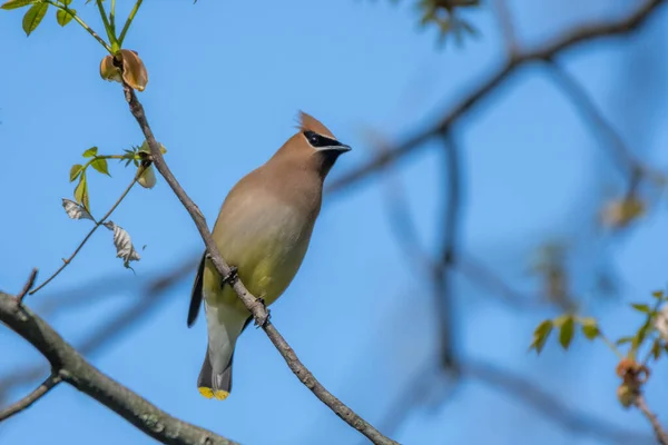 Oiseau Épilateur Cèdre Michigan États Unis — Photo