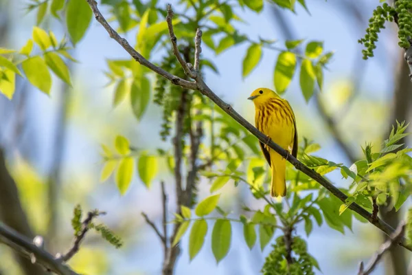 Άρρεν Κίτρινο Warbler Michigan Ηπα — Φωτογραφία Αρχείου