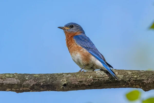 Άνδρας Ανατολικό Bluebird Στο Μίσιγκαν Ηπα — Φωτογραφία Αρχείου