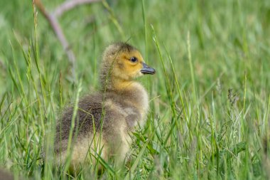 Genç Kanada kazları yeşil çimlerde koşuyor.