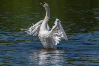 Yetişkin erkek, Huron Nehri 'nde kanat gösteren dilsiz kuğu.