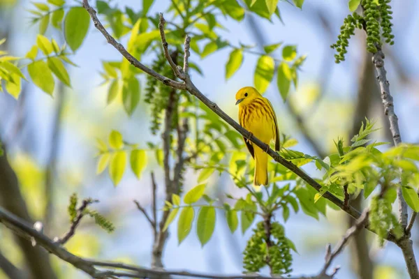 Άρρεν Κίτρινο Warbler Michigan Ηπα — Φωτογραφία Αρχείου