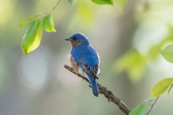 Άνδρας Ανατολικό Bluebird Στο Μίσιγκαν Ηπα — Φωτογραφία Αρχείου