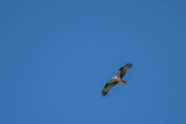 Águila Pescadora Volando Sobre Río Hurón Michigan — Foto de Stock