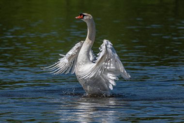 Yetişkin erkek, Huron Nehri 'nde kanat gösteren dilsiz kuğu.