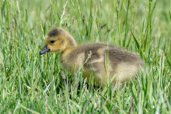 Unga Kanada Gäss Som Springer Det Gröna Gräset — Stockfoto